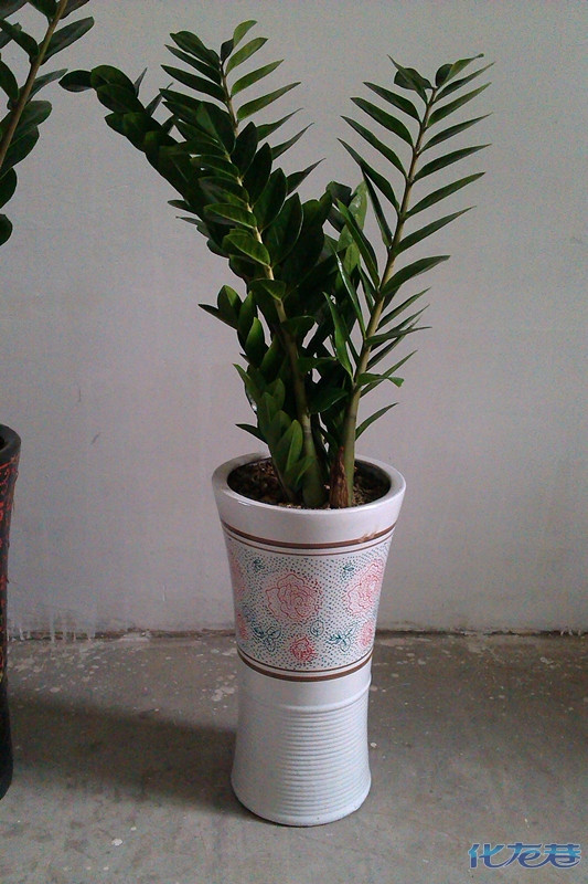今日一荐--金钱树!叶子长得像人民币的树!特别