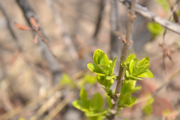 轻松拍出背景虚化滴感觉不是梦!卡片,微单也能