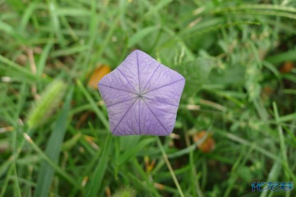 神奇的紫色五角星花苞是神马花呀?求助万能的化龙巷