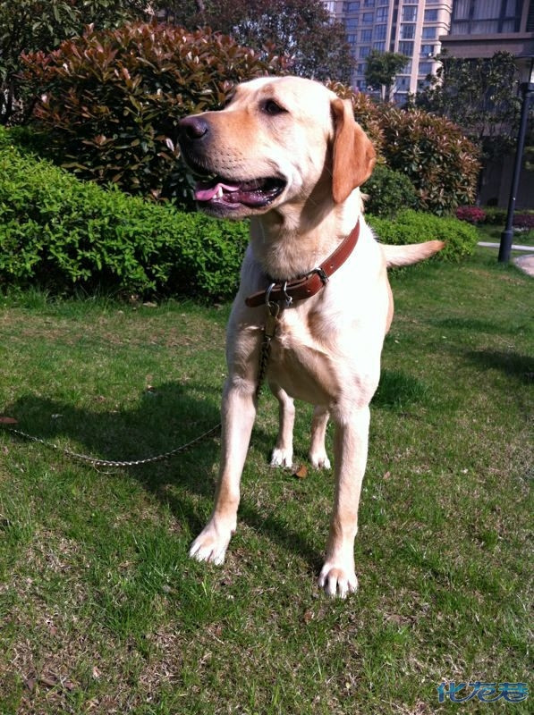 大家都说拉布拉多聪明听话,可我家franco,次哄