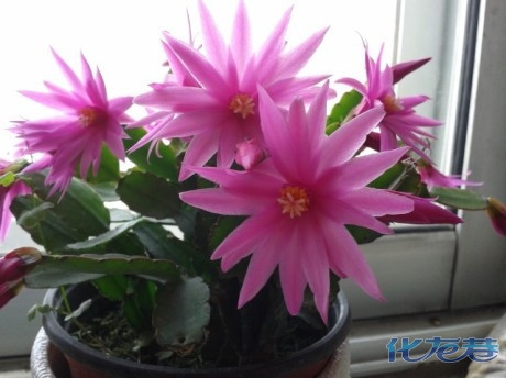 从蟹爪兰到仙人指到假昙花,管它倒底是哪一个,这样的花儿,我喜欢