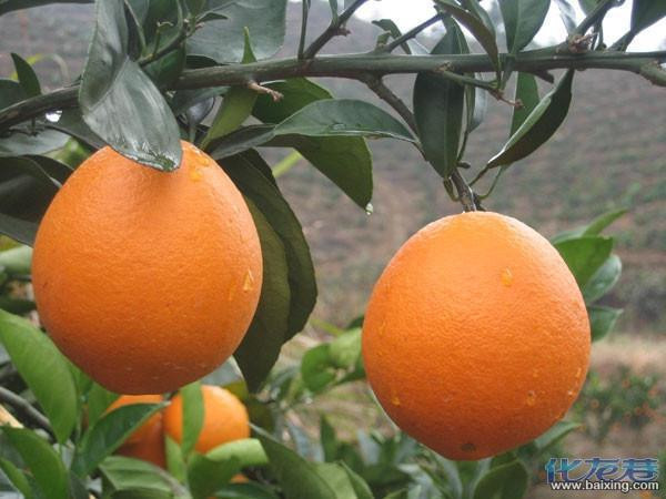 脐橙之乡-信丰脐橙江苏常州一级团购批发|食品