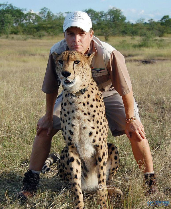 男子收养猎豹孤儿 感情深厚形影不离|谈天说地