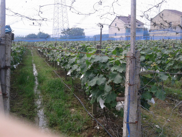 自家种的夏黑葡萄自然成熟不用催红剂有人要吗