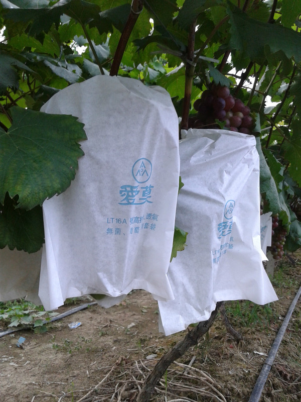 自家种的夏黑葡萄自然成熟不用催红剂有人要吗