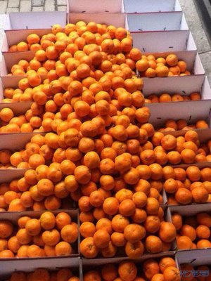在淘点点上买的初之恋涌泉蜜橘,真心好吃。推
