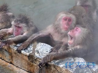 日本香川县土庄町自然动物园的猴子王国,寒冷