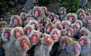 日本香川县土庄町自然动物园的猴子王国,寒冷