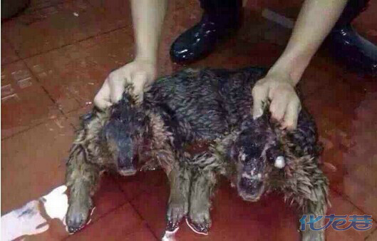  水猴 还是水鬼,有点阴森,不知真假!传说中的