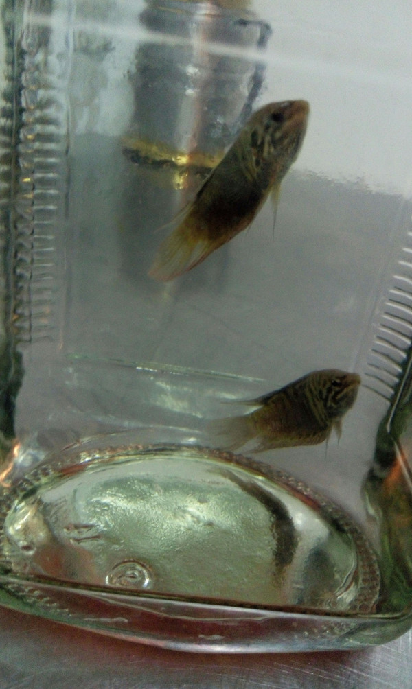 万能的香油们,请问这是什么鱼啊,池塘里抓鱼抓