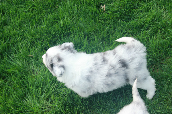 家养边境牧羊犬 蓝眼熊猫陨石边牧 有爱心有诚心的来.