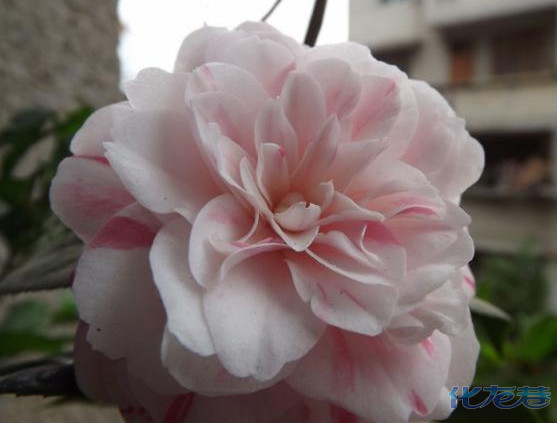 美丽常州:珍稀花卉赏析-茶花名品十八学士! 美