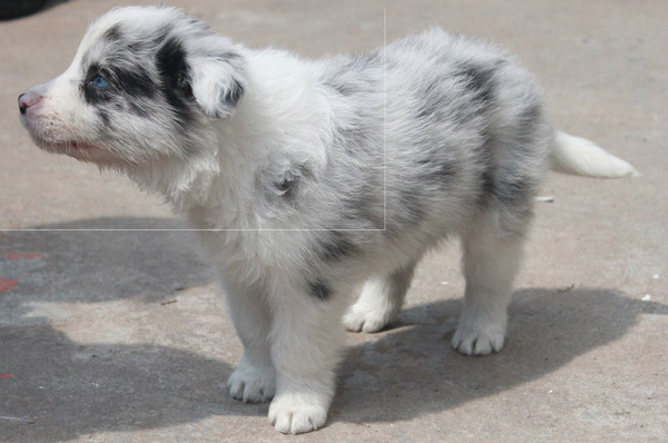 家养边境牧羊犬 蓝眼熊猫陨石边牧 有爱心有诚心的来.