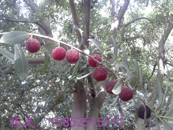 2015马山杨梅采摘日期6月13号--28号