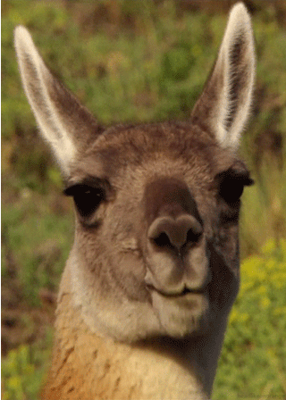 动物 狗 狗狗 猫 猫咪 小猫 桌面 320_448 竖版 竖屏 手机 gif 动态图