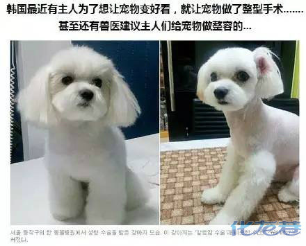 韩国开始给宠物整容了!太夸张了!真是神奇的国