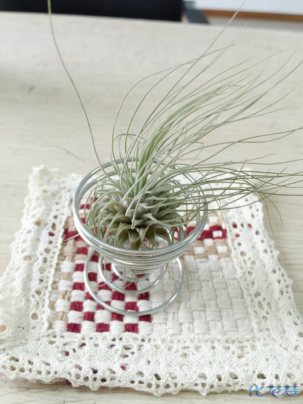 新入的空气凤梨:白毛毛这发型,也太凌乱了点!好