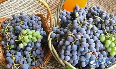 市民张先生就因喝自酿的葡萄酒中毒险些双目失