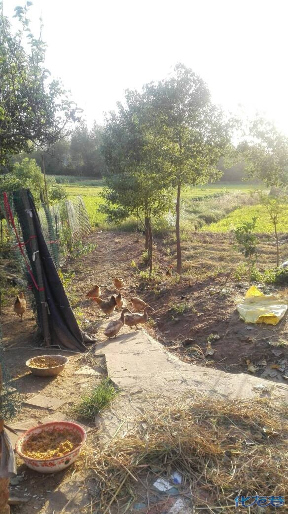 乡下养的鸡,下的蛋吃不完卖一些有要的可以带