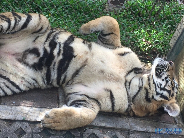 【暖冬记忆NO.9】亲爱的同学,我们一起去清迈