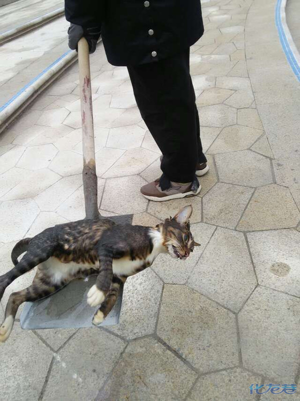 猫到底会不会游泳?今早看见一只猫淹死了,然后