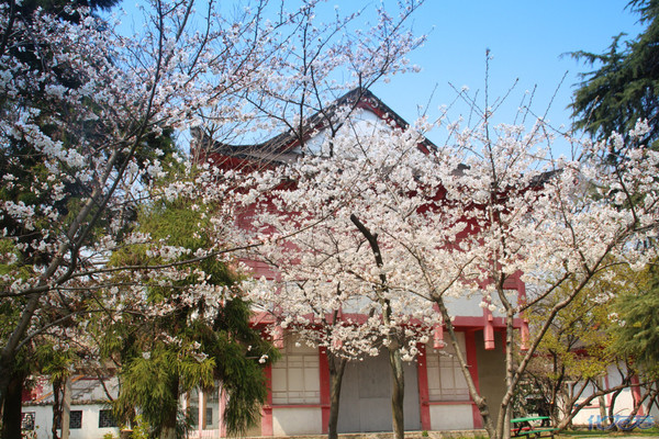 南京玄武湖的樱洲,樱花开得真棒!还真有点儿异国情调