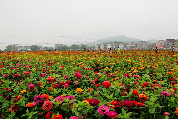 桐庐狄浦花海