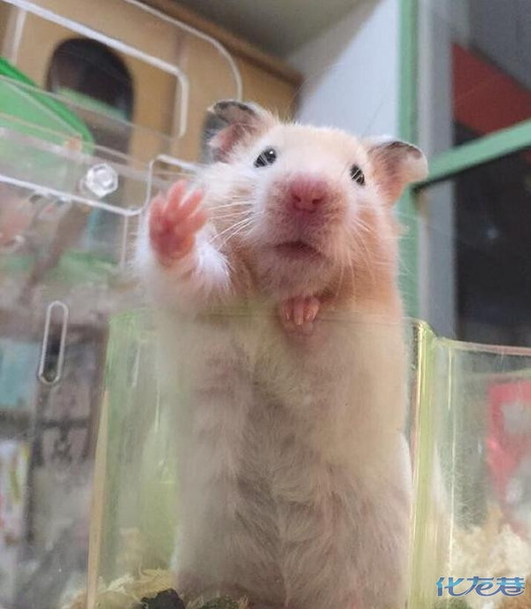 宠主新买仓鼠一只,喵主子龙颜大怒,趁宠主不在