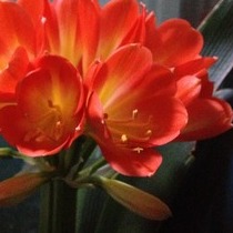 关于<em>法定</em>晚婚、晚育<em>年龄</em>,婚假、<em>独生子女</em>的规