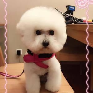 常州宠物托运流程|家有宠物