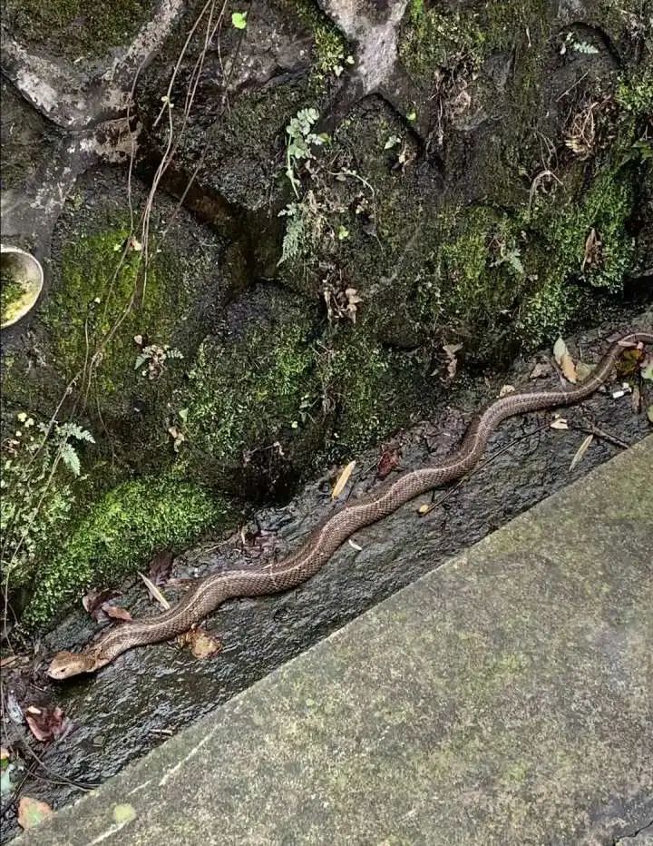 哎哟吓人1米多长的眼镜蛇在西湖景区公交站旁晃荡