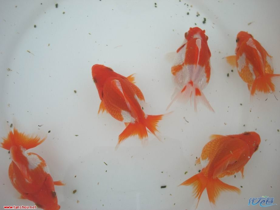 国粹金鱼 高背琉金 特价出售 养鱼爱好者进|杂货
