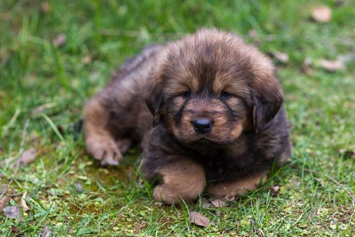 有3只藏獒宝宝出售!附图_常州_化龙巷分类信息_分类100