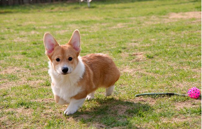 家养一窝纯种柯基宝宝,驱虫育苗已做好包健康上门优惠_常州德国牧羊犬