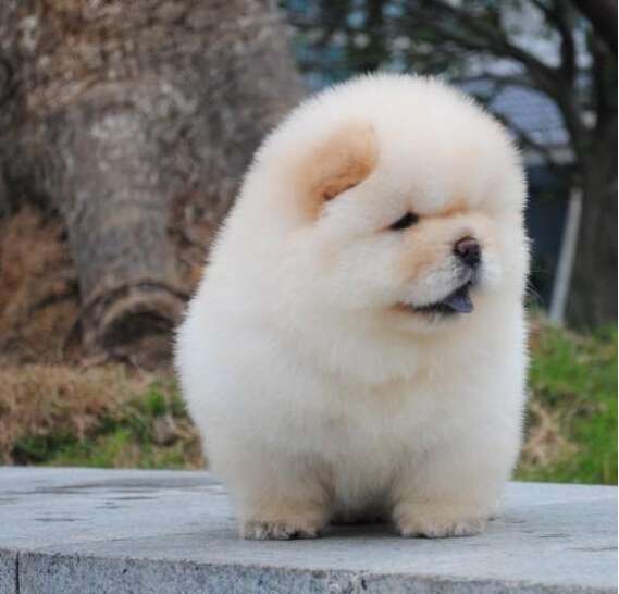 家养肉嘴松狮宝宝肥嘟嘟可爱,血统纯正身体健康品相好_常州松狮