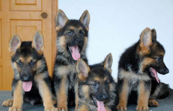 家里的德牧生的一窝小宝宝出售公母都有的欢迎上门挑选 - [举报]