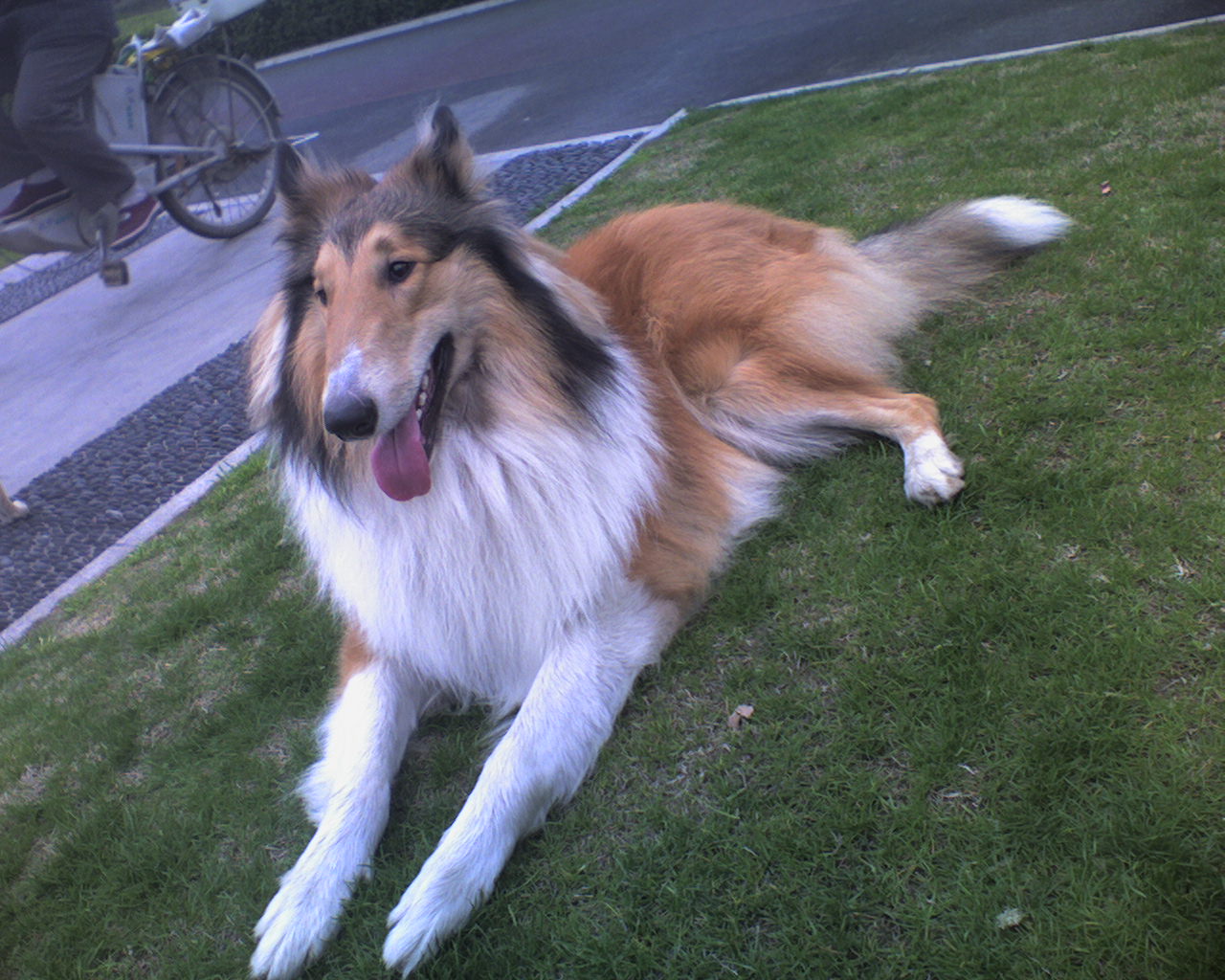 howard677 关注ta发私信 论坛版主[家有宠物] 发帖18668 恋人猪光宝气