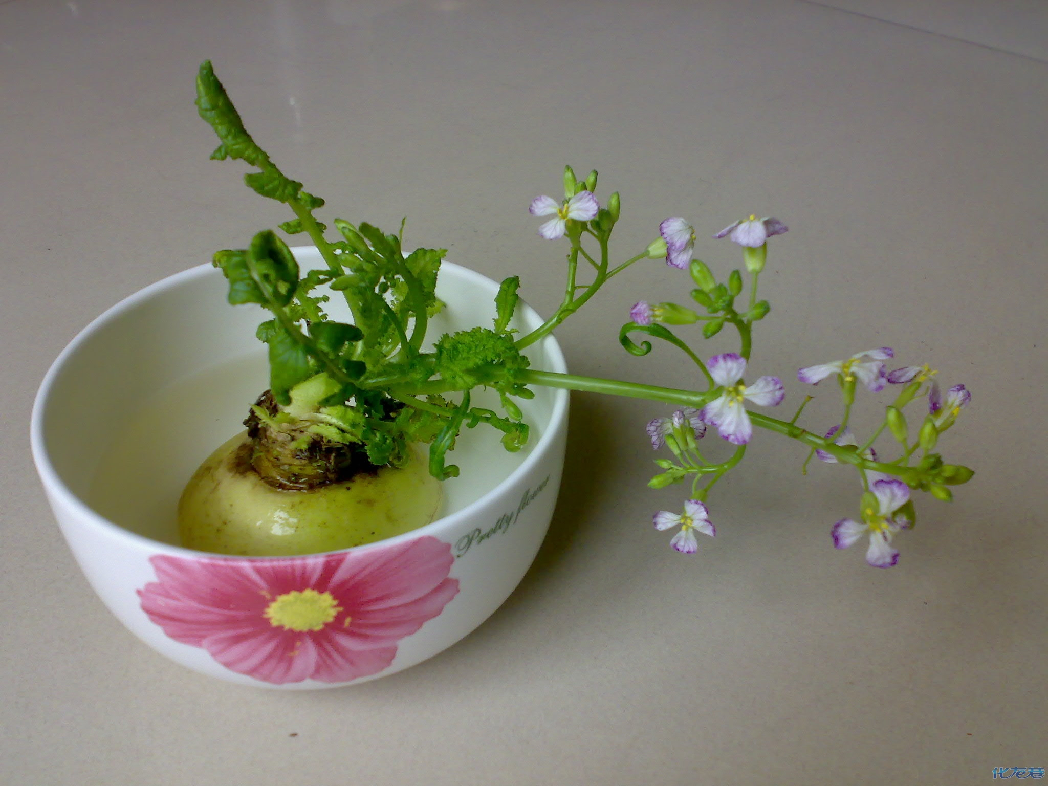 一种你可能没有看到的花 我是在农村出来的,我到现在才看到原来罗卜的