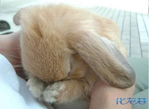 什么宠物最粘人有灵性 1041_145674_67d54c99f38c9d6.jpg