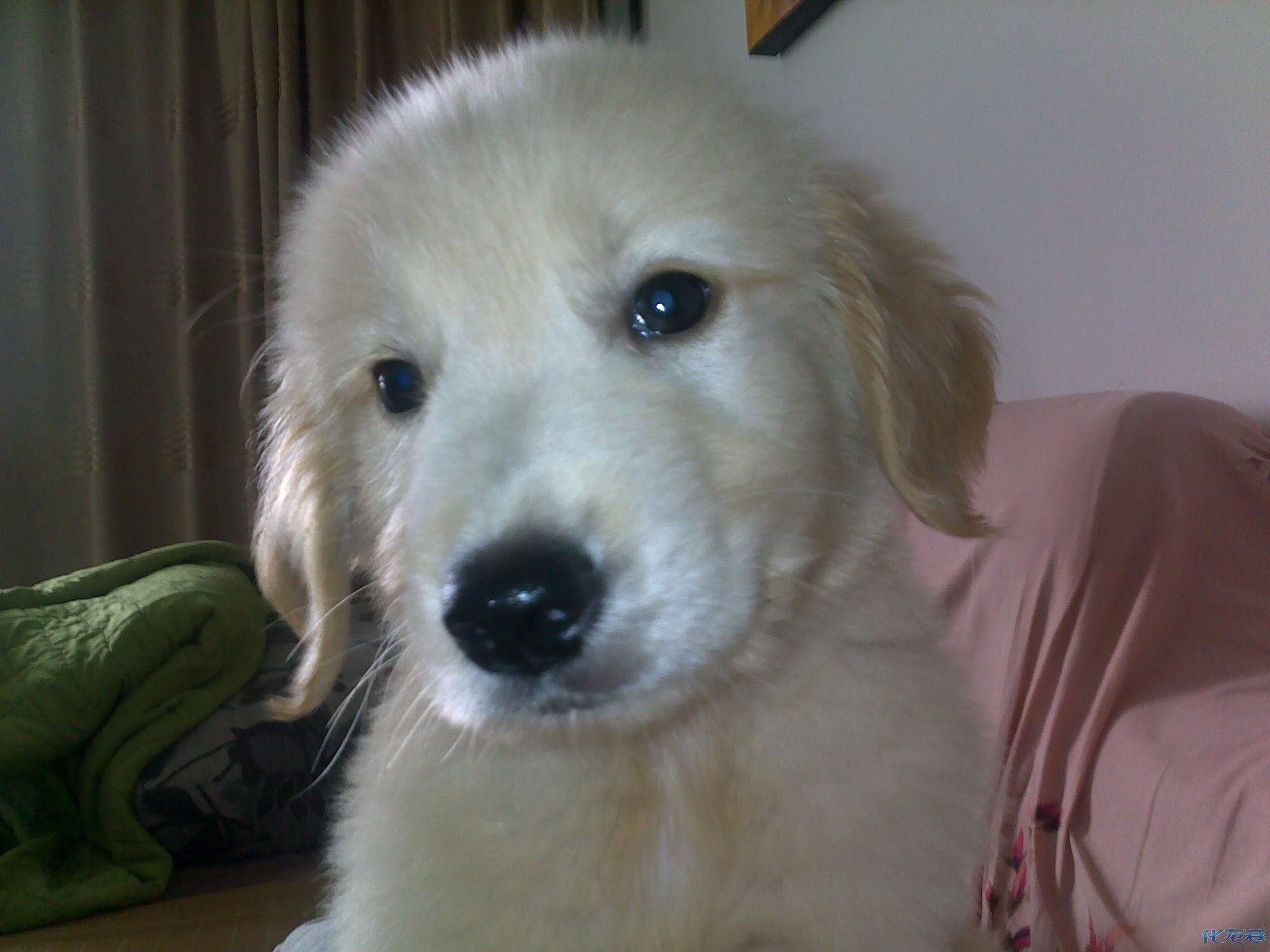 两个月的金毛 欢欢处子秀