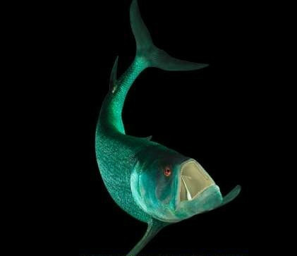 发几种怪鱼的图片,有两种是史前鱼类,有认识的香油吗?