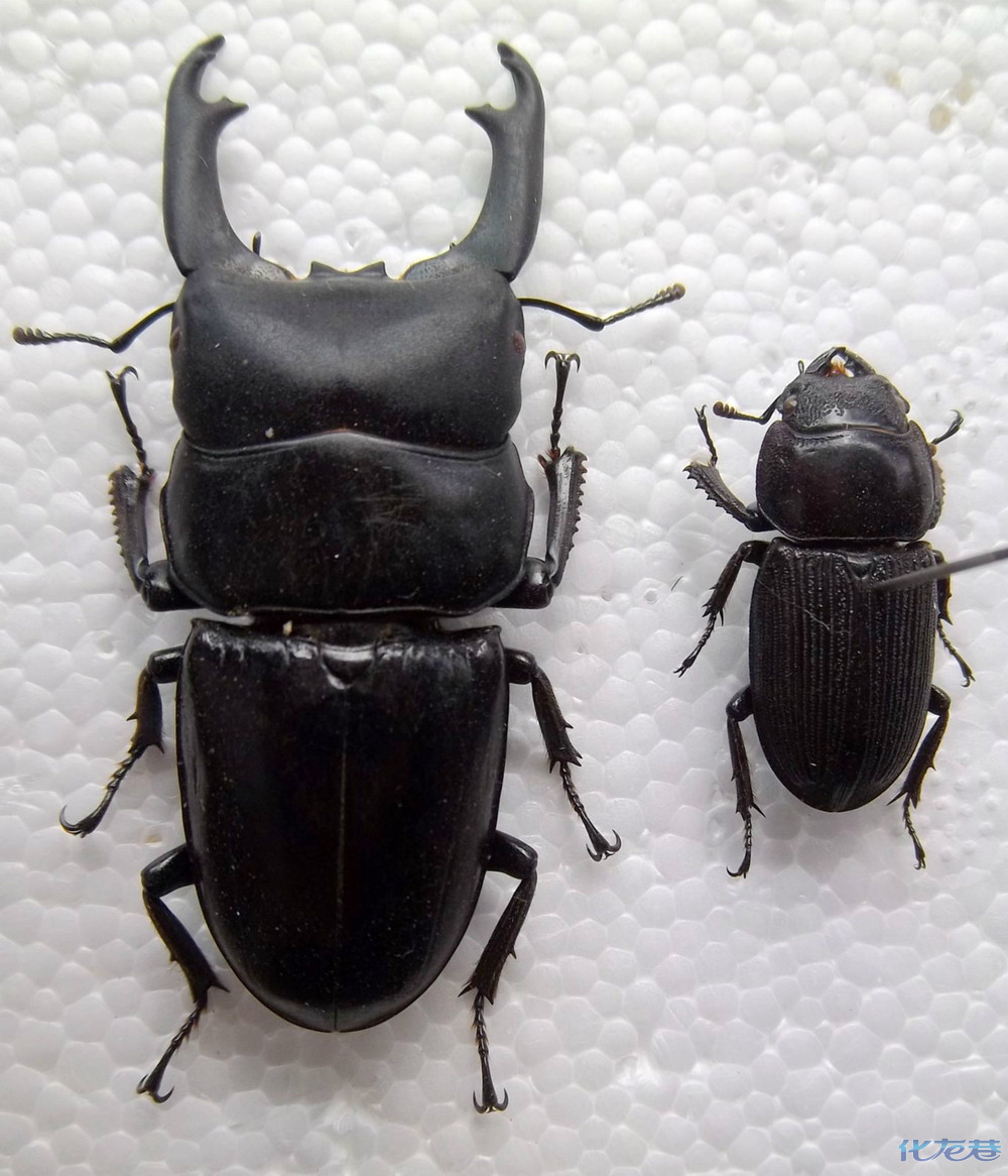 发表的帖子| 回复的帖子 香油们认识这什么虫么?