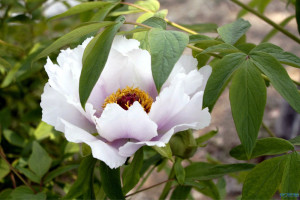 摄于常州东坡公园 民间以凤凰,牡丹为主题的纹样称之谓"风穿牡丹"