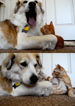 245_344竖版 竖屏gif 动态图 动图