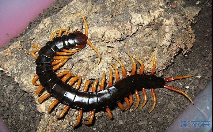 继续各种毒物,蜈蚣篇,毒物虽美,请勿上手,有欣赏的吗 02-12 09:45发表