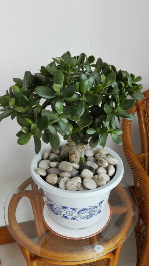 家里有棵老玉树 ,有女儿手臂粗了,50块转让了,有谁要吗