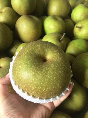 焦溪蜜梨正火爆销售中