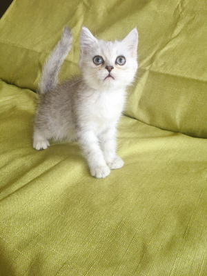 家养纯种英国短毛猫 云系渐层 纯白 照片