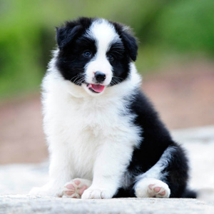 七白到位大围脖 赛级边牧证书芯片齐全