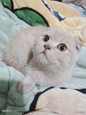 英短奶茶色弟弟有人要吗